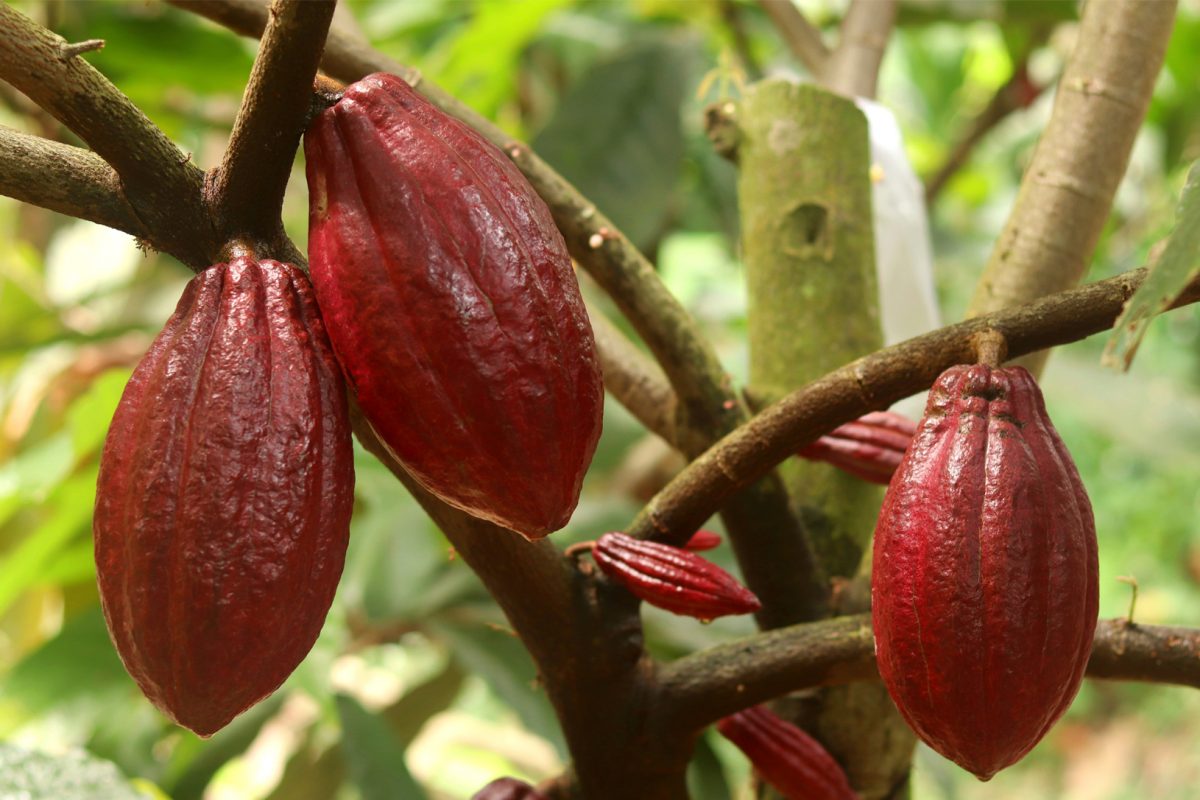La culture du cacao dans le monde