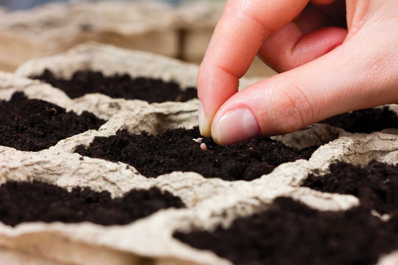 comment semer des graines
