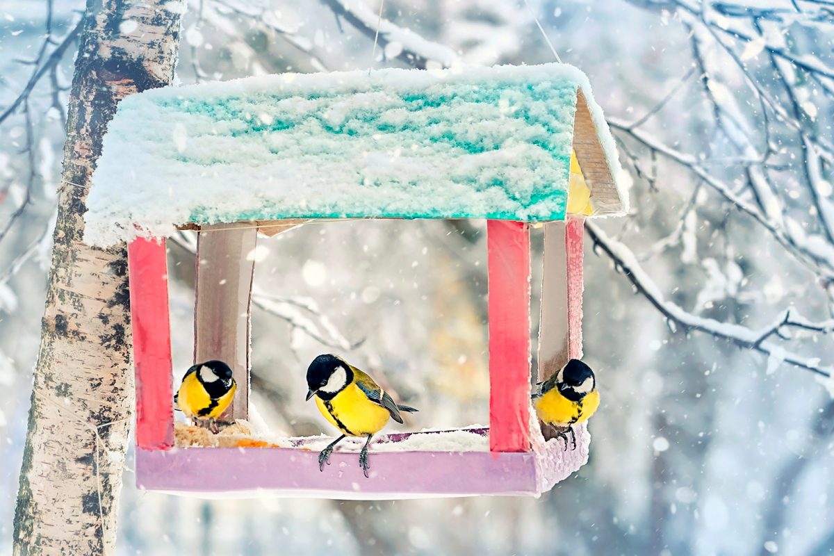 Comment nourrir les oiseaux en hiver ?