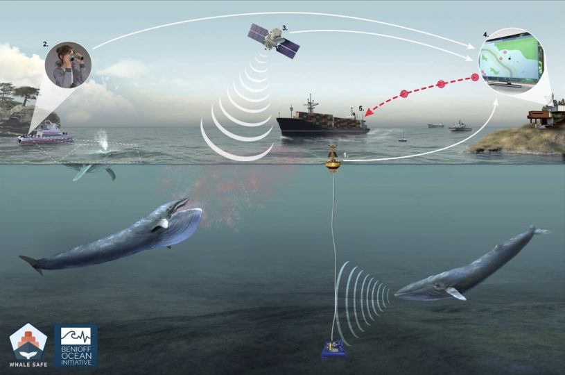 Bouclier anti collision baleines