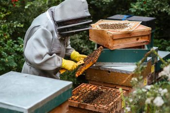 l'architecture de la ruche, une maison bien organisée