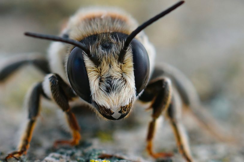 La super vision des abeilles