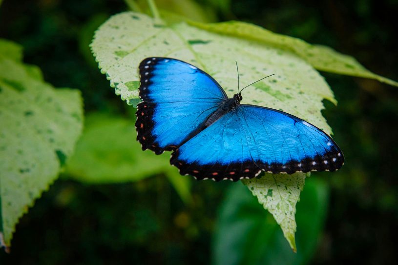 papillon Morpho bleu