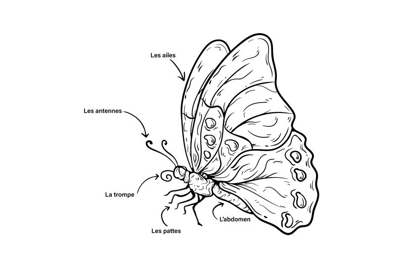 L’anatomie d’un papillon