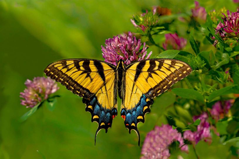 Papillon queue d'hirondelle