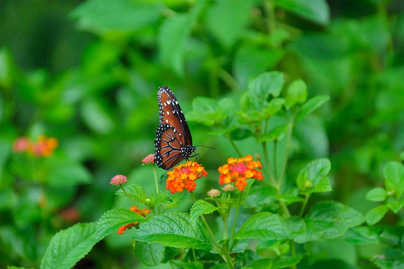 Les plantes préférées des papillons